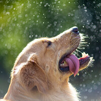 Gezond gewicht voor de hond