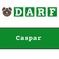 DARF | Caspar | rollen 19 x 245 gram